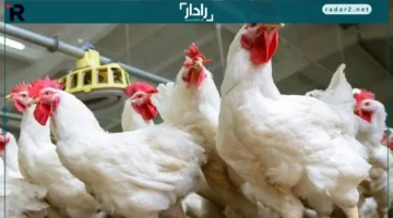 أسعار الفراخ.. تغييرات كبيرة للفراخ البيضاء والساسو في أسواق الجمعة 19 ديسمبر 2025